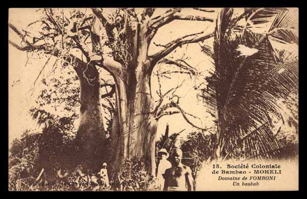 COMOROS, Moheli, un baobab