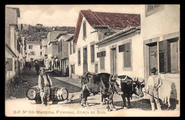 PORTUGAL, Madeira, Funchal, Corca de bois, ox